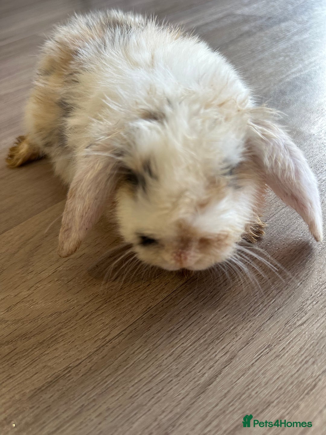 English Lop rabbits for sale: Beautiful rabbits for sale 07840003253  - Image 12