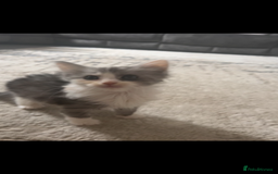 Mixed Breed cats for sale: 6 beautiful Mixed breed kittens  - Image 2