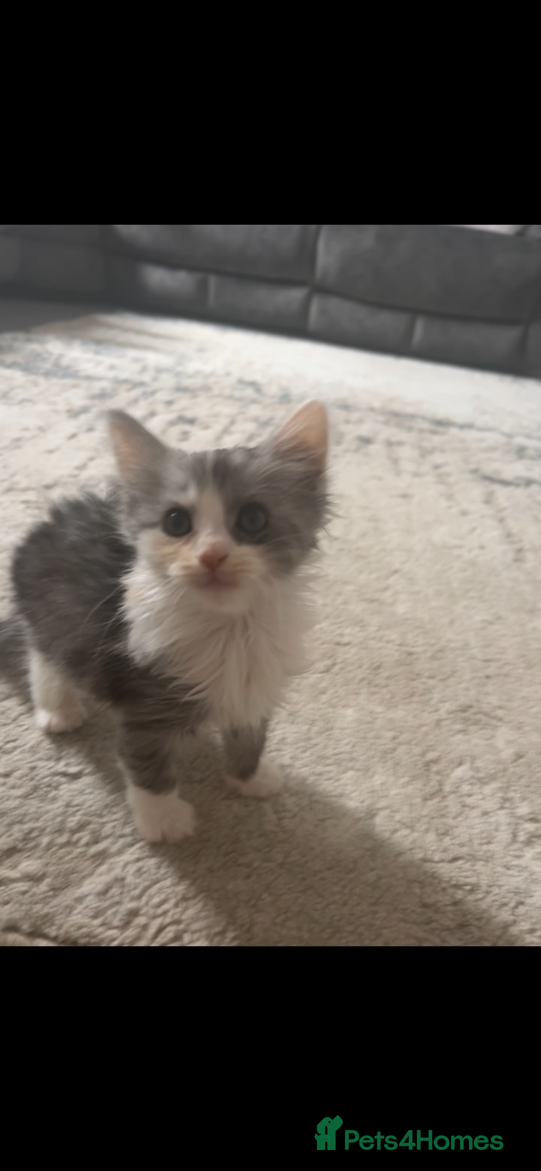 Mixed Breed cats for sale: 6 beautiful Mixed breed kittens  - Image 2