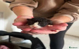 British Longhair cats for sale: 💕 Beautiful litter of BLH Kittens 💕 - Image 4