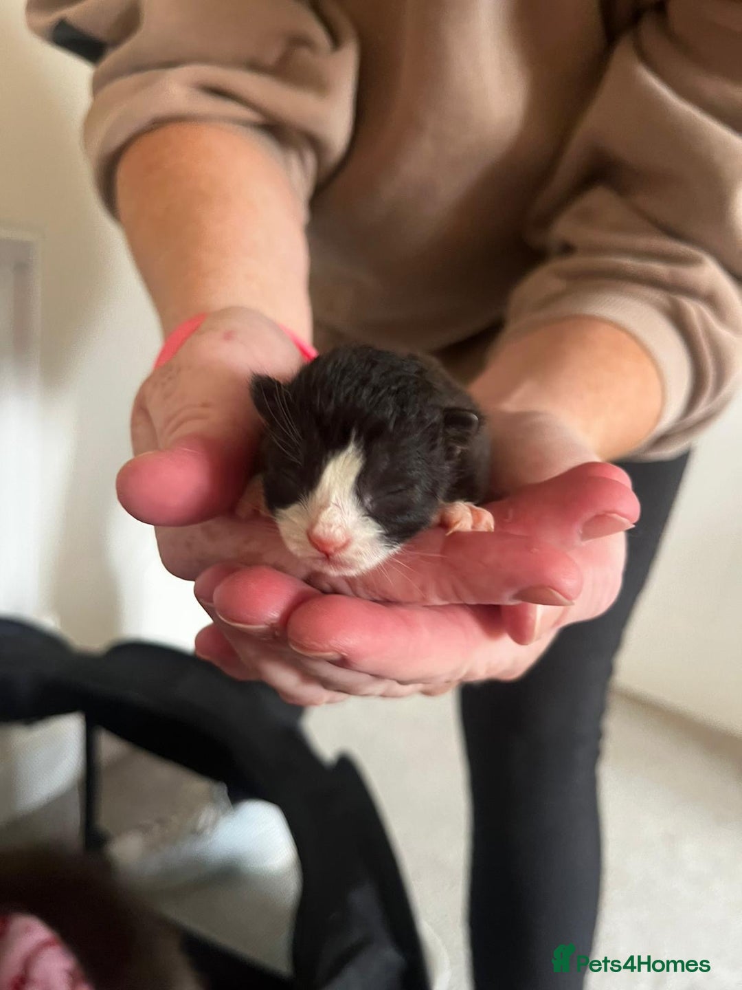 British Longhair cats for sale: 💕 Beautiful litter of BLH Kittens 💕 - Image 4