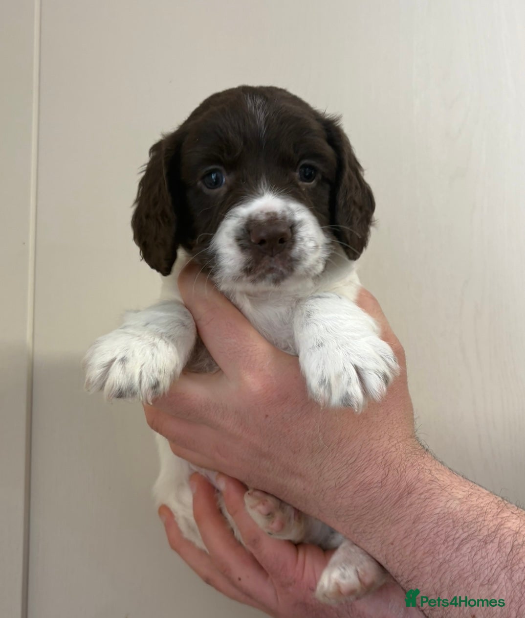 English Springer Spaniel dogs 1 Springer boy  - Advert 2