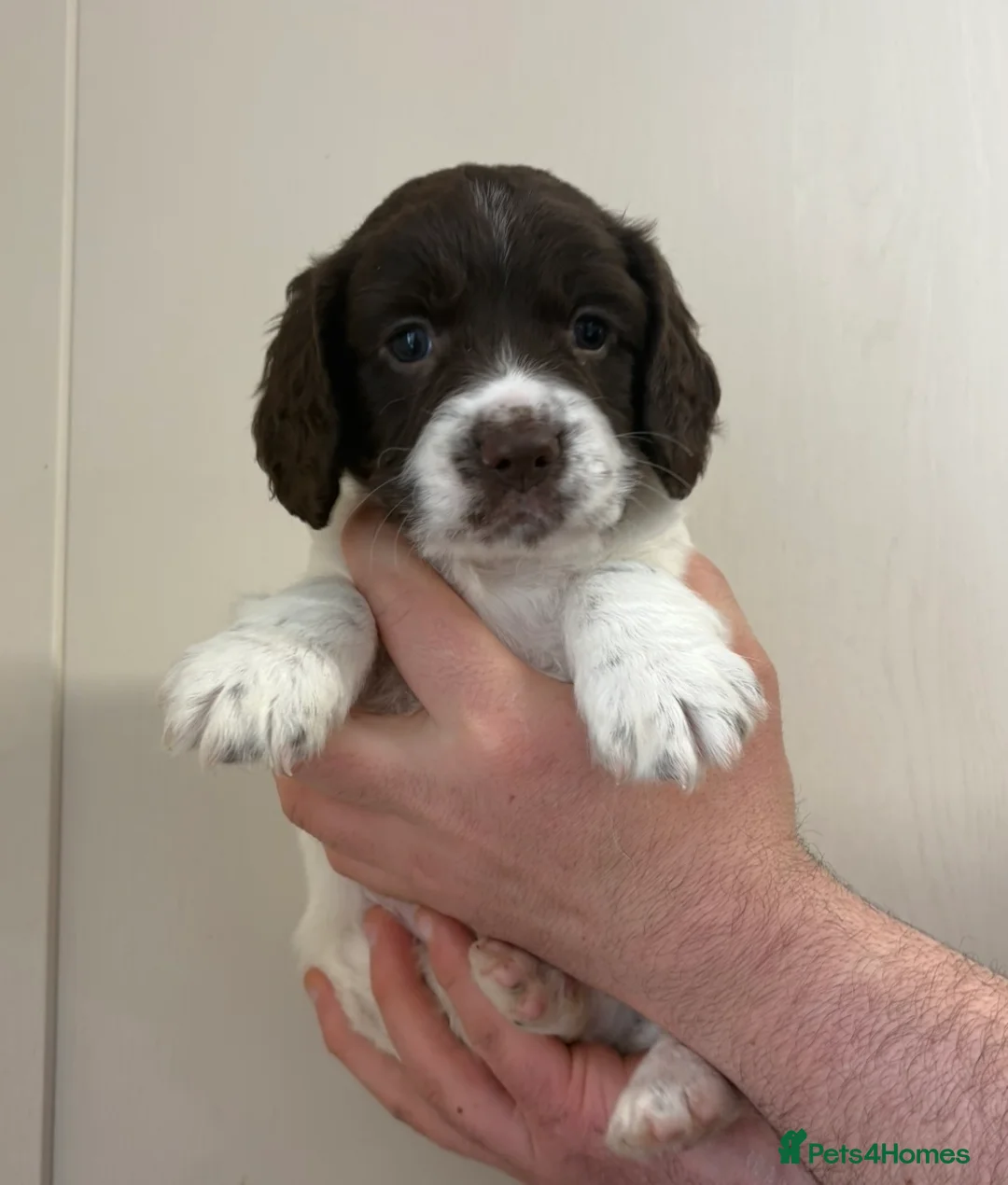 English Springer Spaniel dogs for sale: 1 Springer boy  - Advert 1