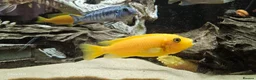 Cichlids fish for sale: Assorted cichlids and sizes - Advert 14