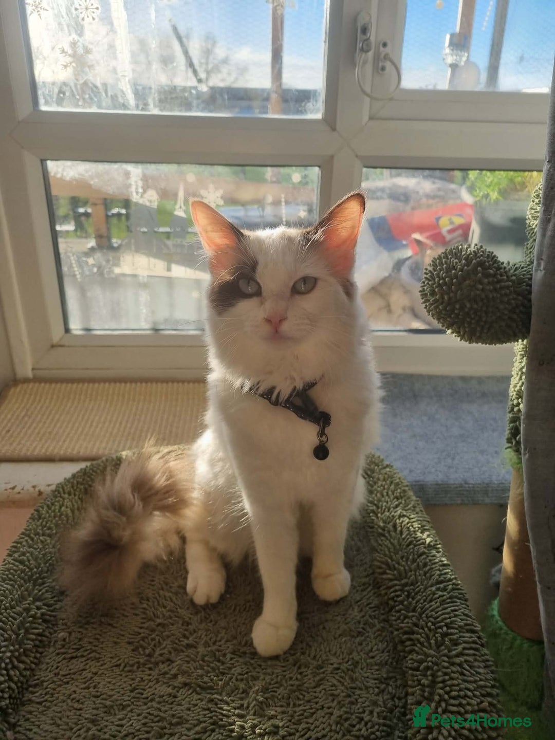 Ragdoll cats for sale: Ragdoll girls  - Advert 7