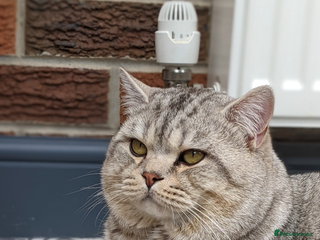 British Shorthair cats STUD British Shorthair in Derby - Advert 6
