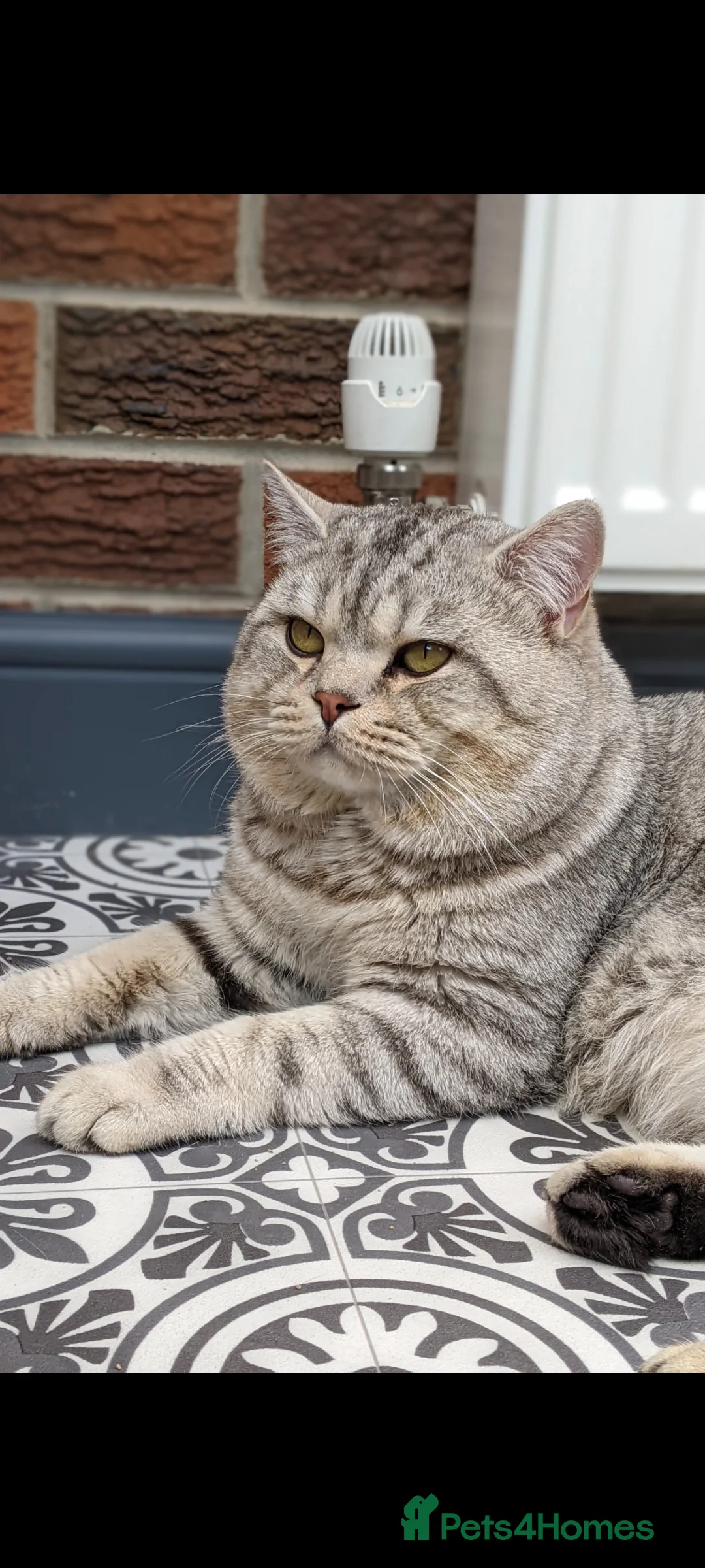 British Shorthair cats for stud: STUD British Shorthair in Derby - Advert 1
