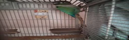 Conures birds for sale: 2 Green cheeked conures for sale in Aylesbury - Advert 4