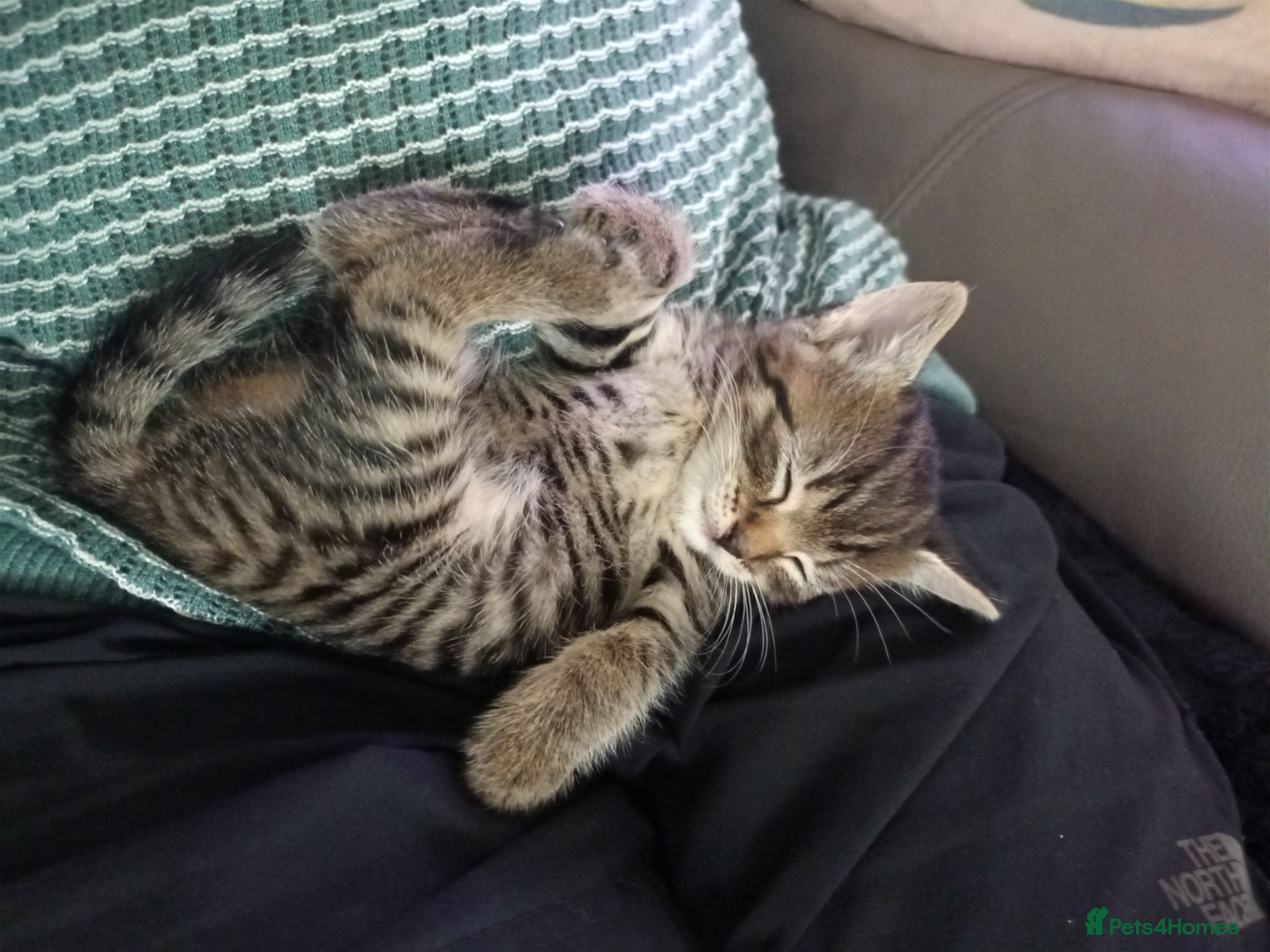 Mixed Breed cats X2 Female Kittens hand reared - Advert 2
