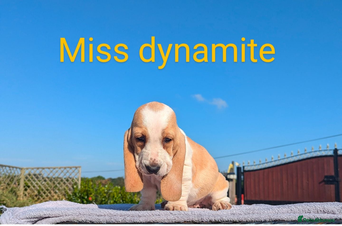 Basset Hound dogs Quality kc basset hound puppies  - Advert 6