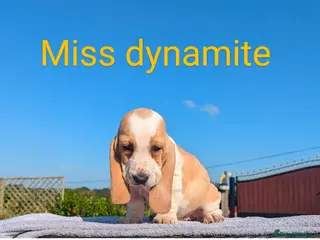 Basset Hound dogs Quality kc basset hound puppies - Advert 6