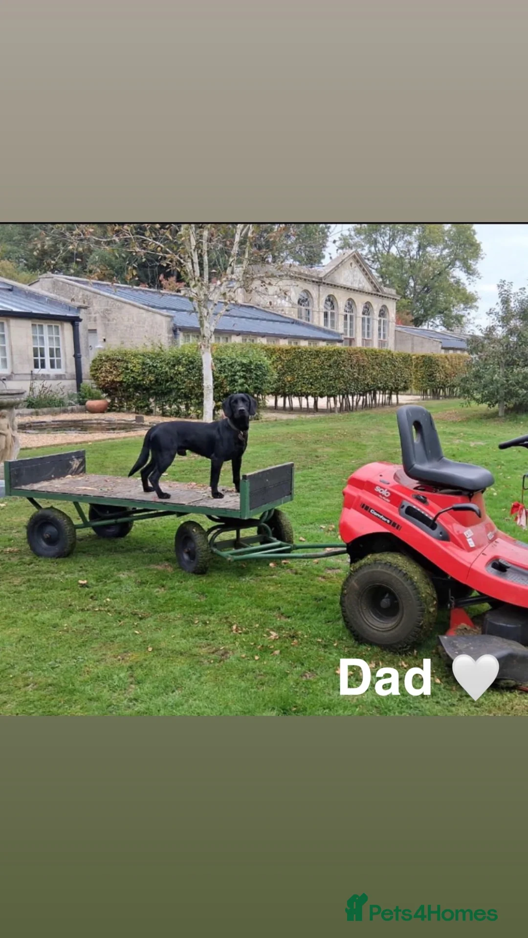 Mixed Breed dogs for sale: 🎄🐾 Beautiful German Shep/Springador Puppies 🐾🎄 - Advert 6