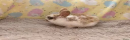 Mixed Breed rabbits for sale: Mixed Mini Lop Crosses - Advert 11