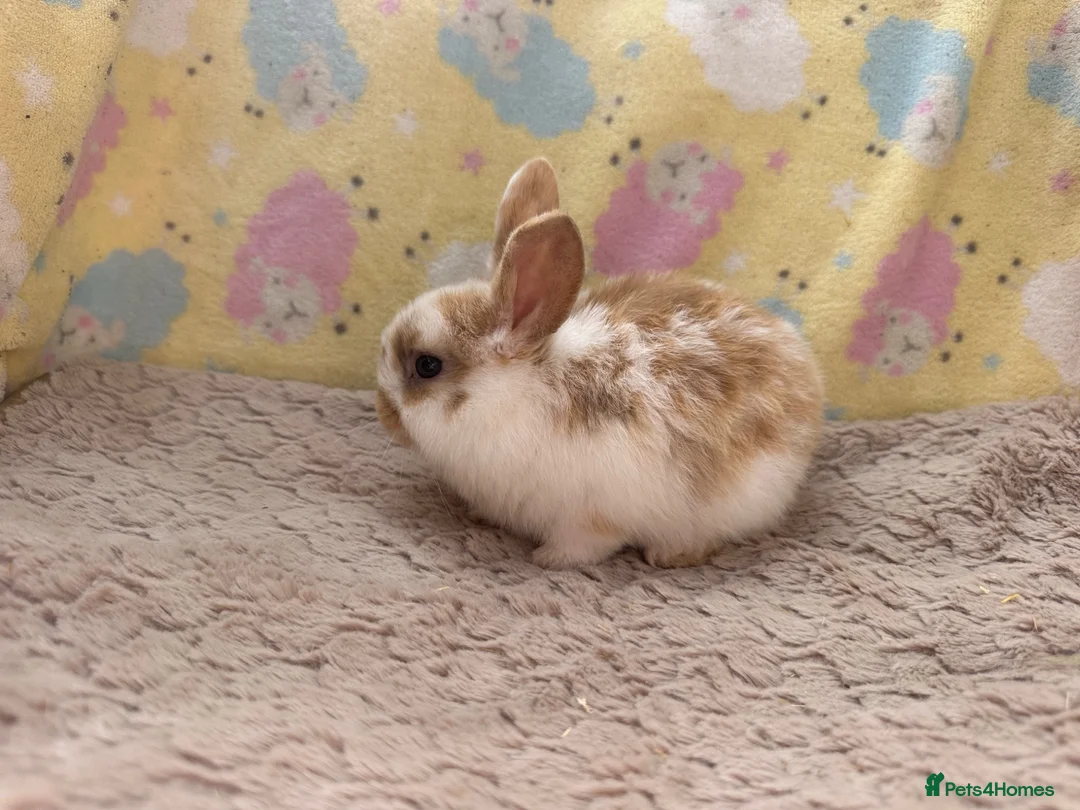 Mixed Breed rabbits for sale: Mixed Mini Lop Crosses - Advert 11
