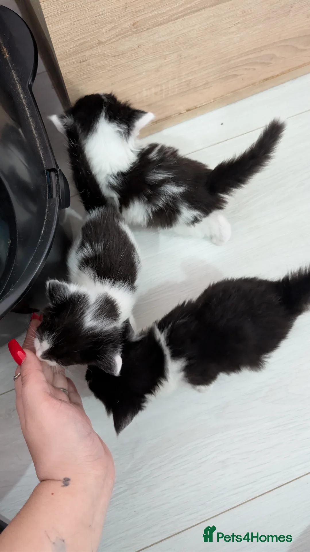 Mixed Breed cats for sale: Gorgeous kittens for sale  - Advert 7