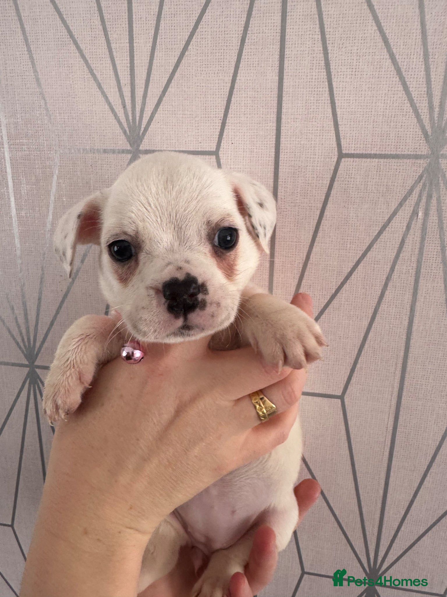 Mixed Breed dogs for sale: Bulldog x Chihuahua - Advert 6