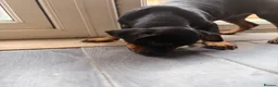 Mixed Breed dogs for sale: 6 Rottweiler catahoula bully puppies  - Advert 19