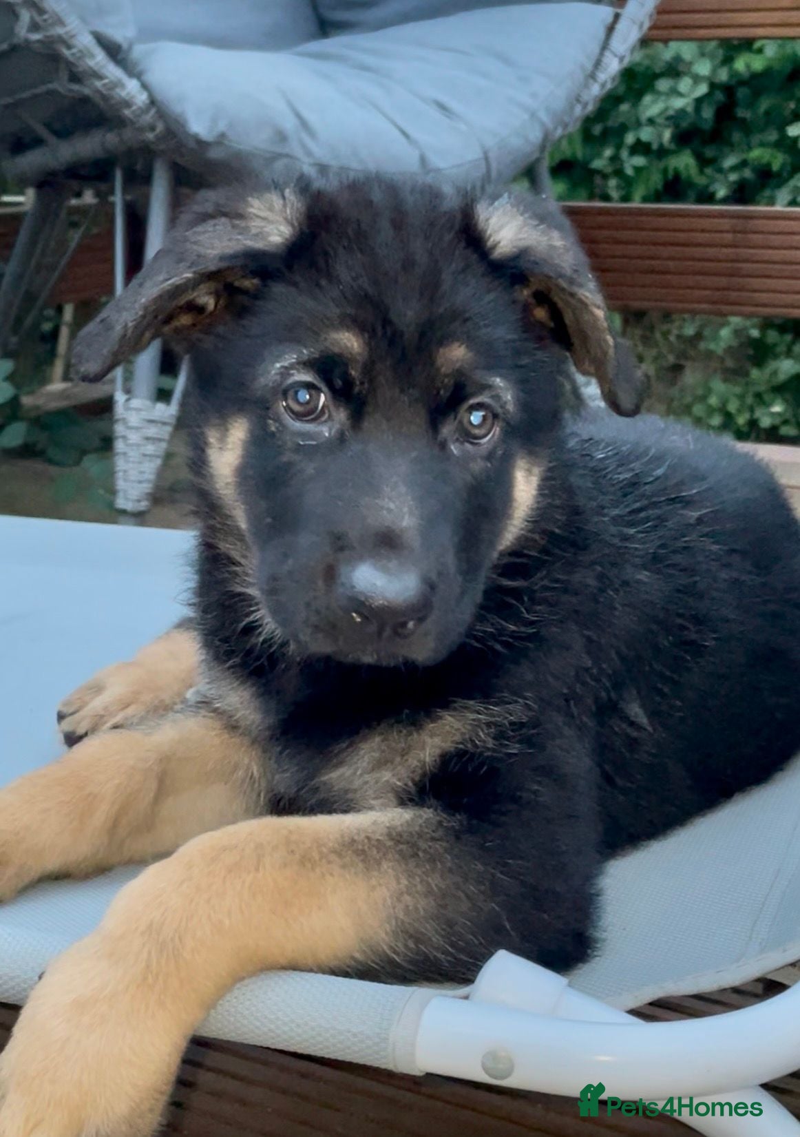 German Shepherd dogs German shepherd puppy for sale! Only 1 Girl left! - Advert 3