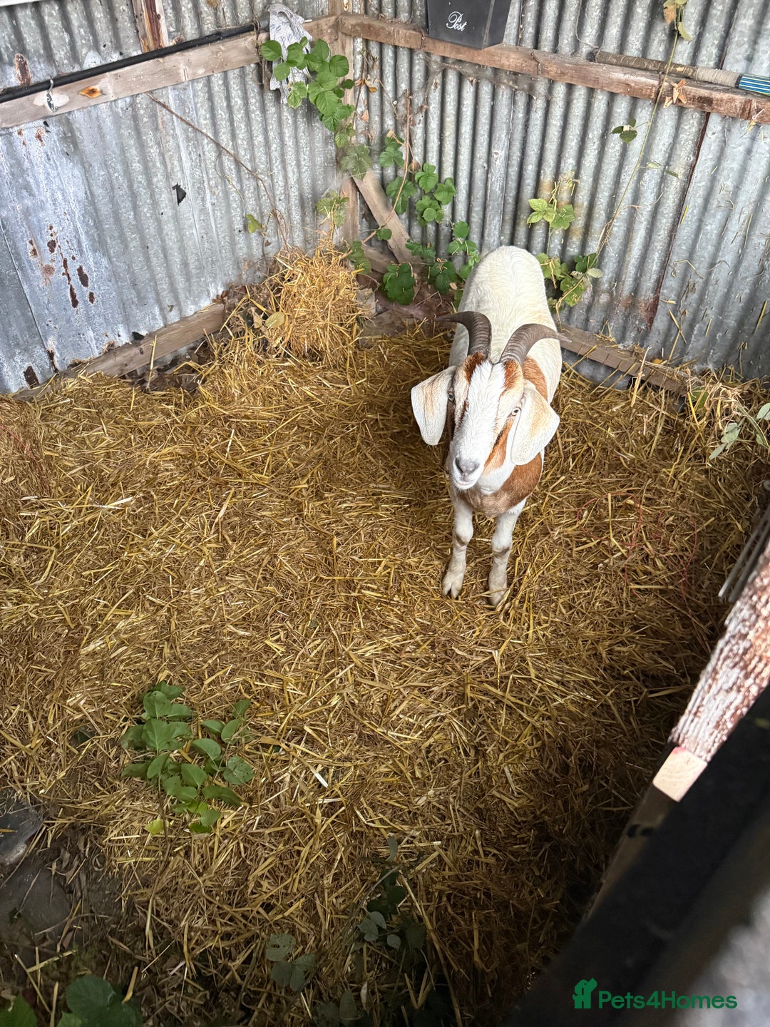 Goats livestock for sale: 1 year old boar goat castrated  - Image 4