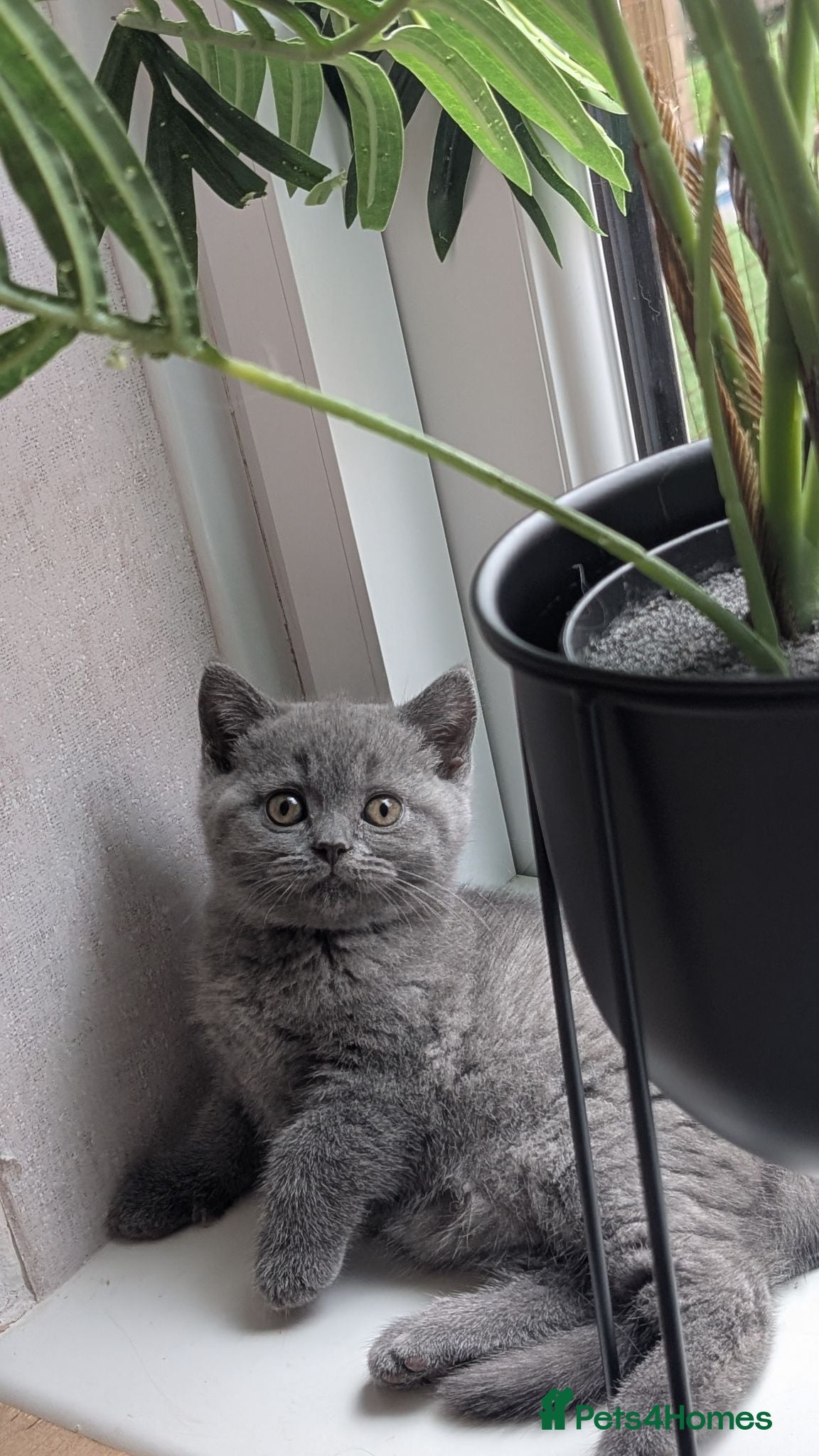 British Shorthair cats GCCF REGISTERED OUTSTANDING BRITISH SHORTHAIR  - Advert 2