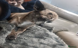 Chihuahua dogs for sale: Adult Female Merle Chihuahua  - Image 9