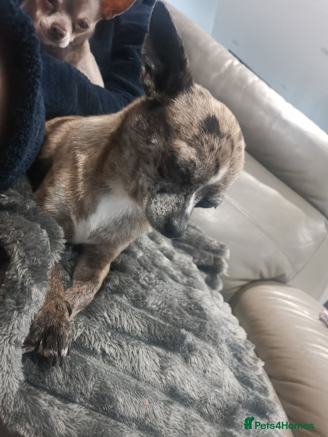 Chihuahua dogs for sale: Adult Female Merle Chihuahua  - Image 9