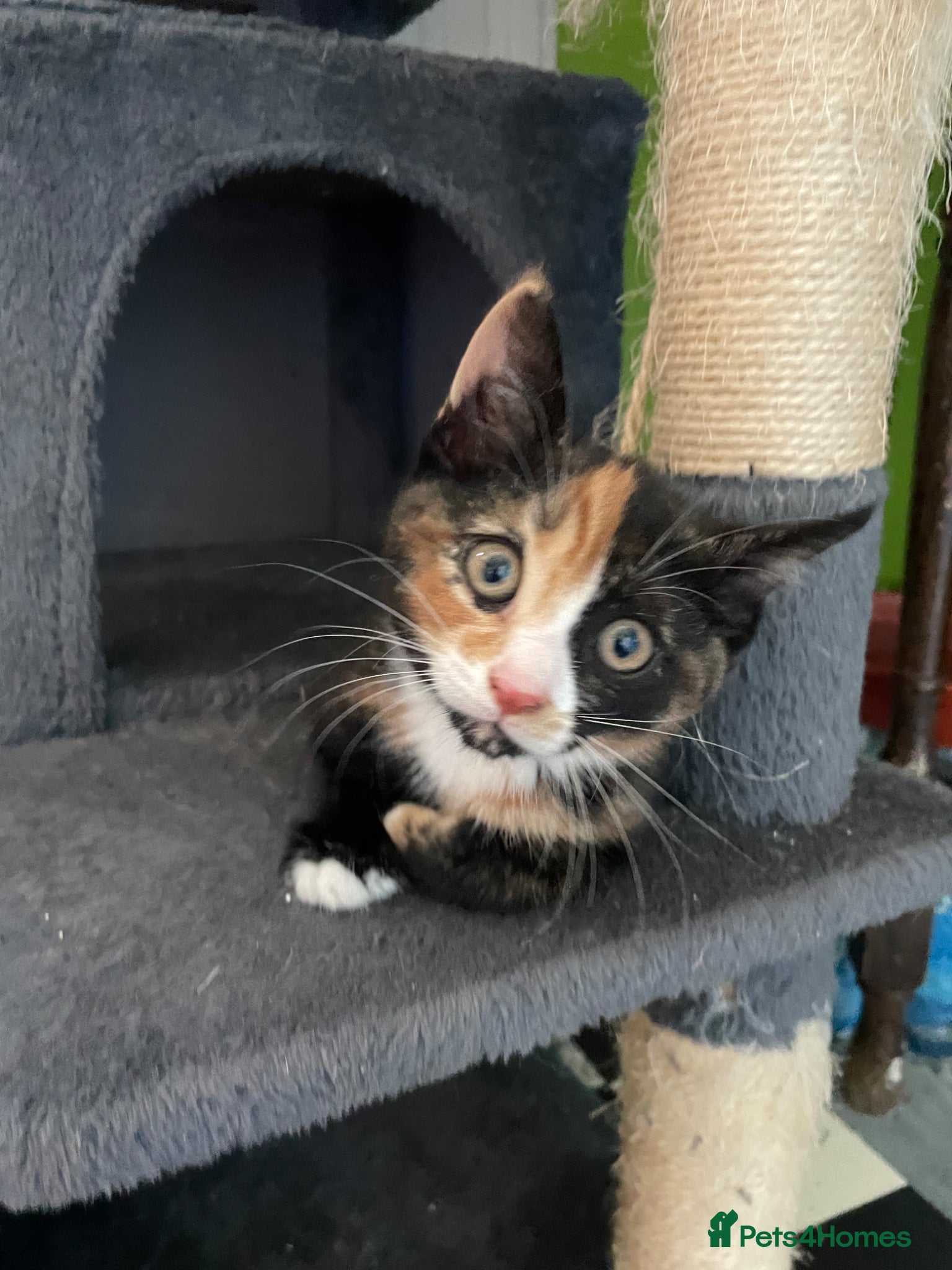 Mixed Breed cats for sale: Healthy kittens for sale  - Advert 13