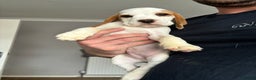 Beagle dogs for stud: White and Tan Beagle for Stud ONLY in Huddersfield - Advert 9