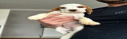 Beagle dogs for stud: White and Tan Beagle for Stud ONLY in Huddersfield - Advert 13