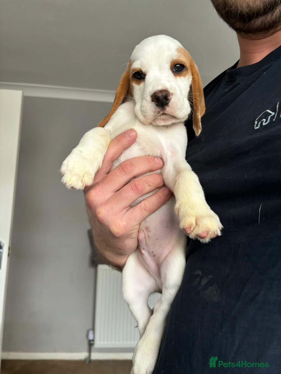 Beagle dogs for stud: White and Tan Beagle for Stud ONLY in Huddersfield - Advert 13