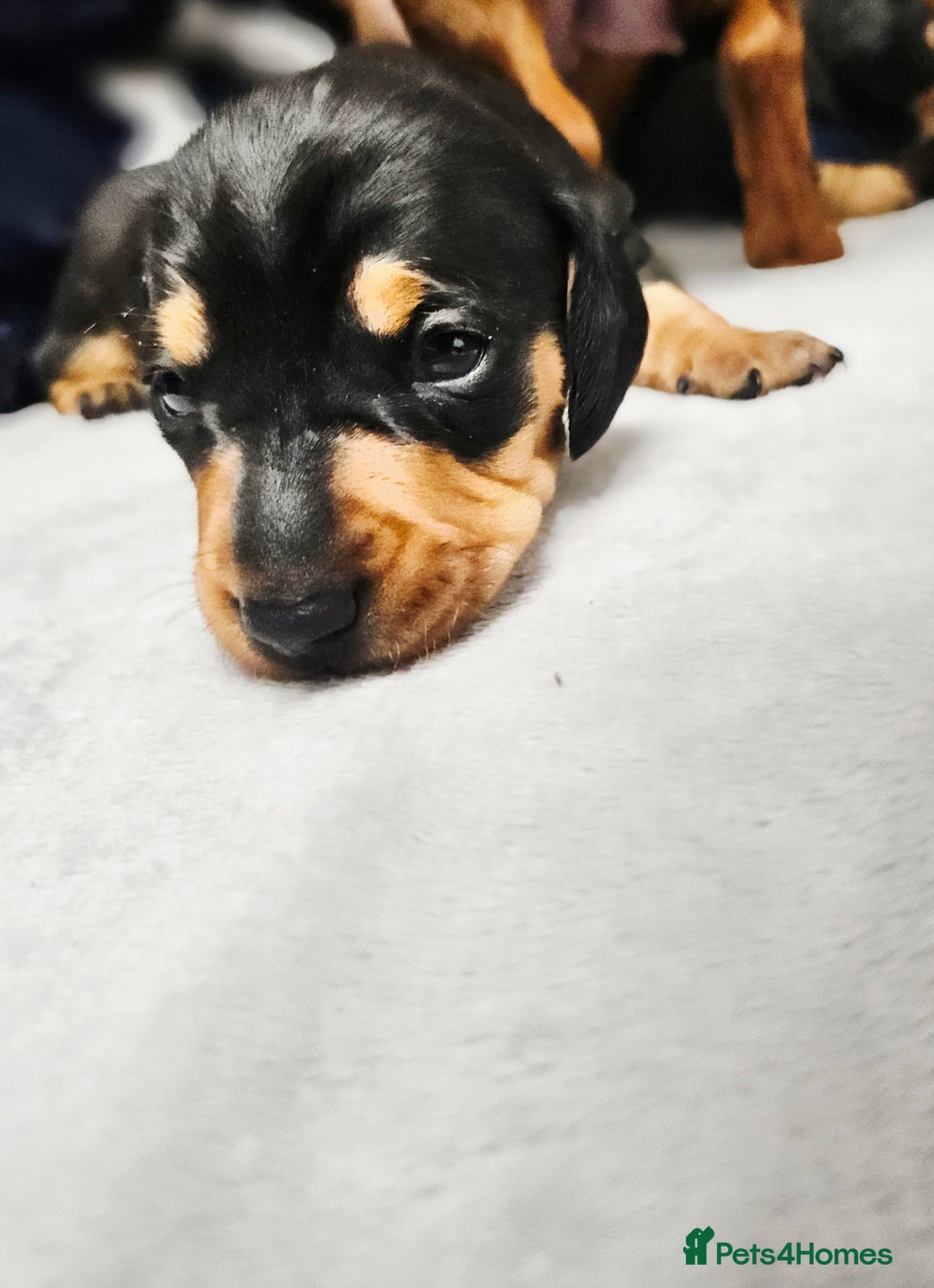 Dachshund dogs for sale: Beautiful Miniature Dachshund - Advert 24