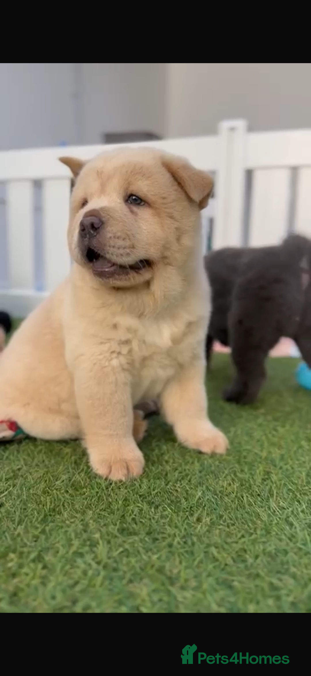Chow Chow dogs for sale: Smooth cream chow for sale! Price been reduced - Image 2