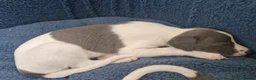 Whippet dogs for sale: Heart and DNA tested Blue Parti Whippet Puppies. - Advert 14