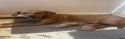 Australian Labradoodle dogs for sale: Australian Labradoodle x Fox Red Labrador x2 boys - Advert 11