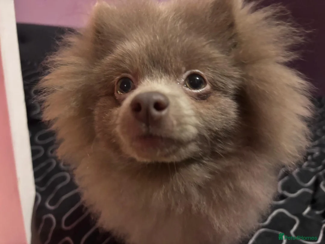 Pomeranian dogs for sale: Antonio / Tonio - Advert 2