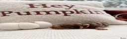 Miniature Dachshund dogs for sale: Long hair miniature daschund puppies for sale in Peterlee - Advert 14