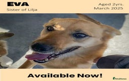 Mixed Breed dogs for adoption: Eva (Saffron), 1.5 yrs. Reserved stc. in Brixham - Image 1
