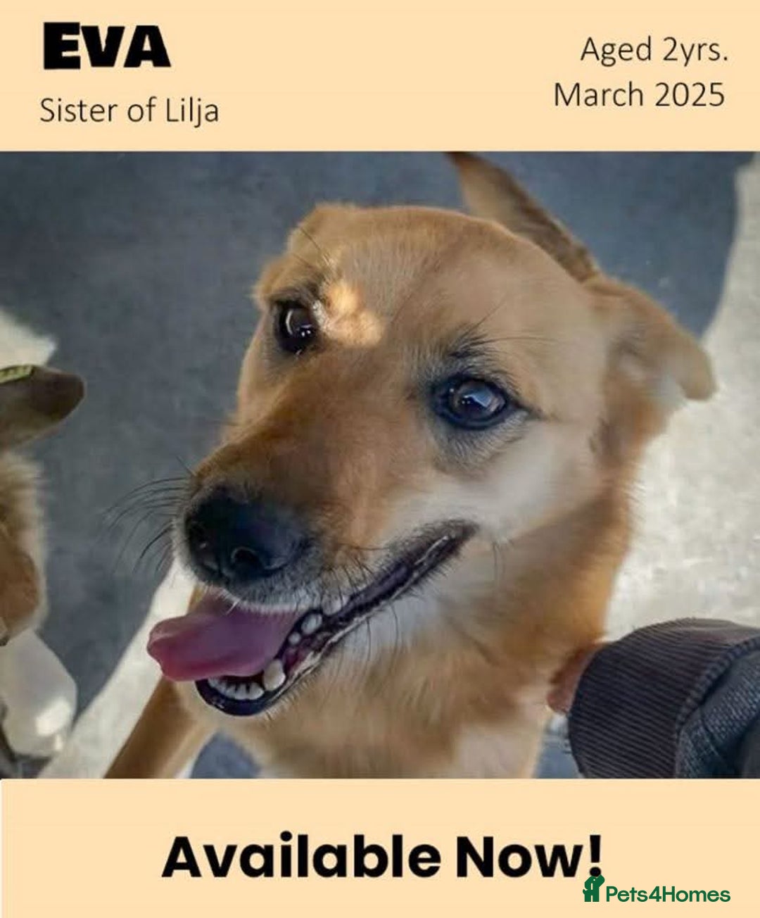 Mixed Breed dogs for adoption: Eva (Saffron), 1.5 yrs. Reserved stc. in Brixham - Image 1