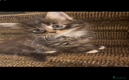Perdoll cats for sale: Ragdoll  cross kitten (one available )😻 - Image 3