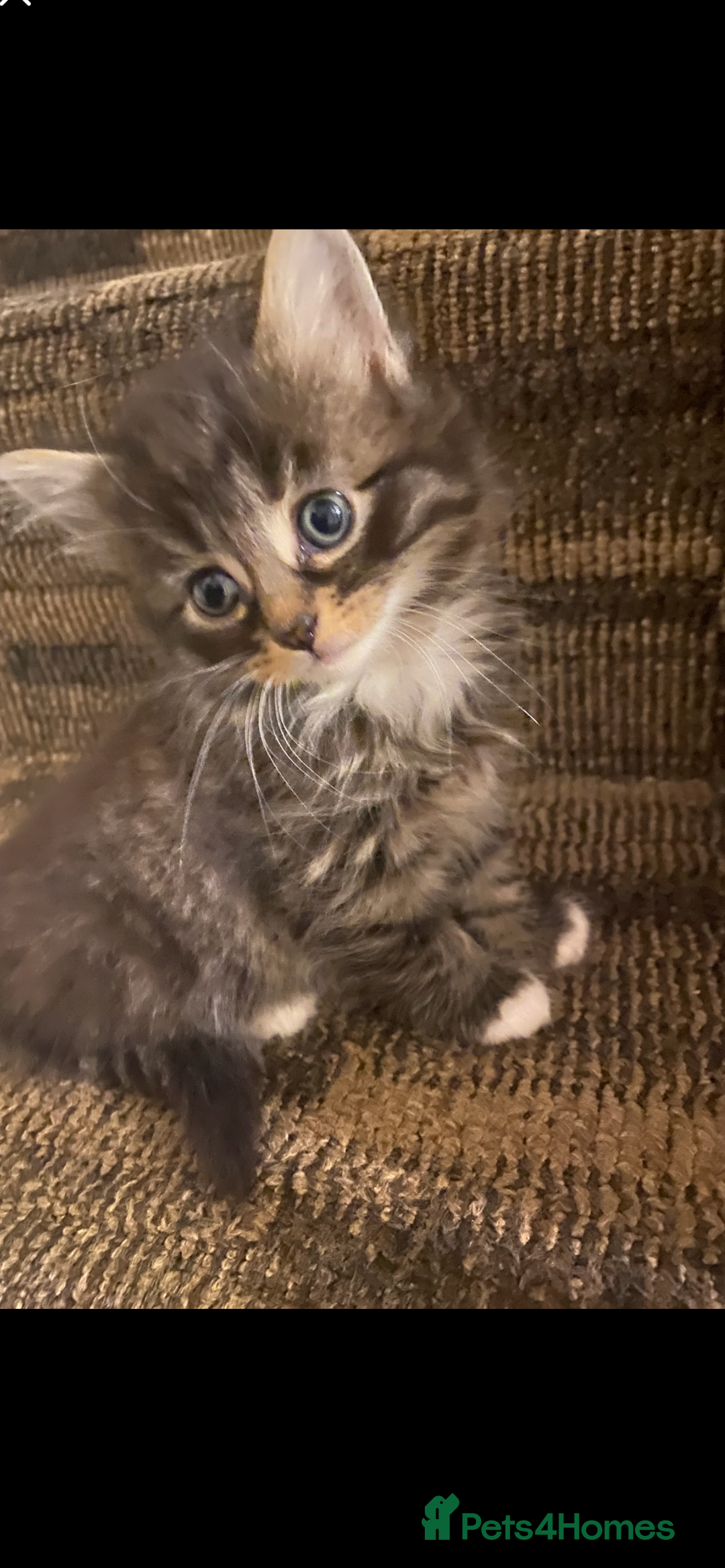 Perdoll cats for sale: Ragdoll  cross kitten (one available )😻 - Image 3