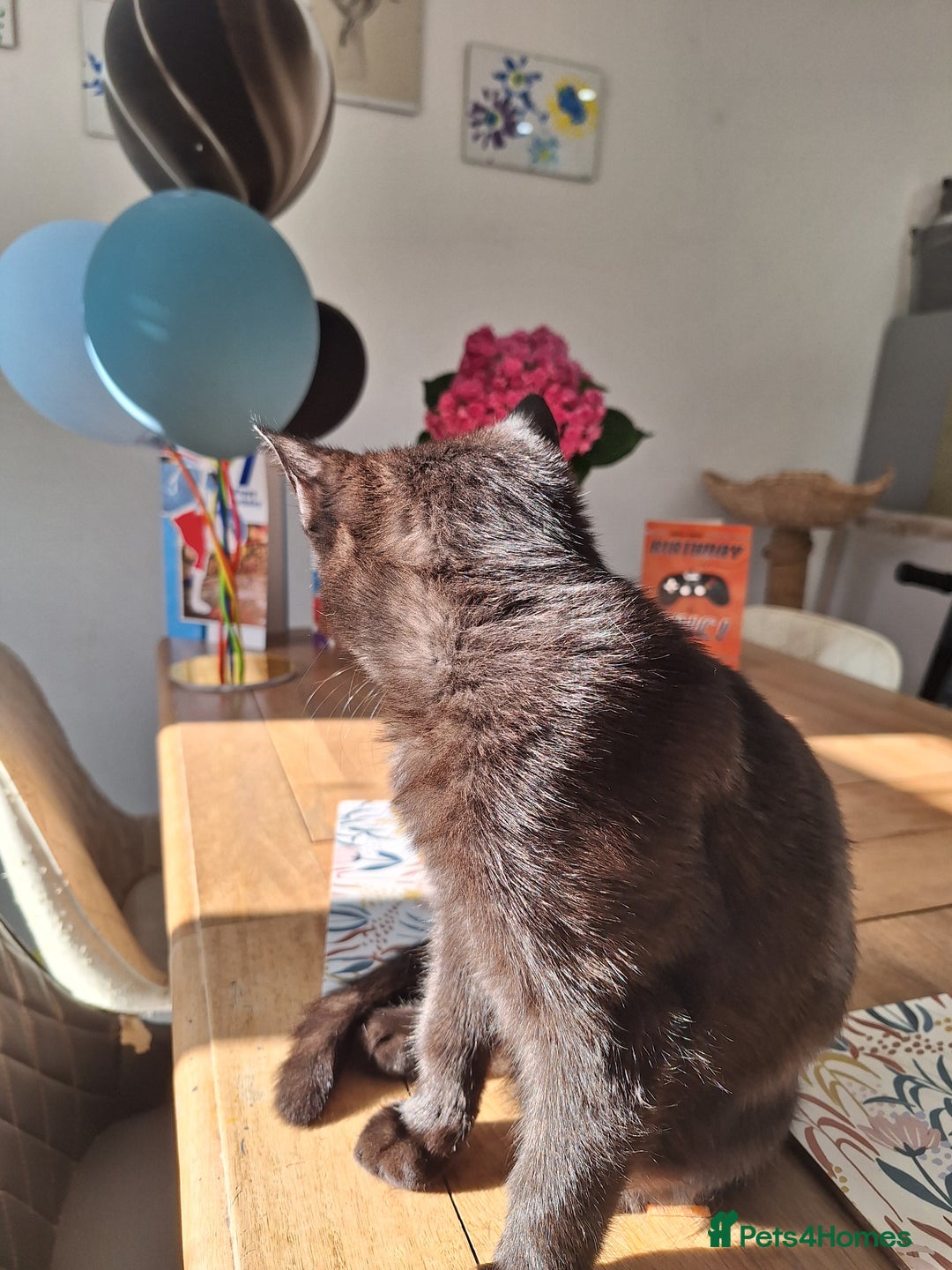 British Shorthair cats for sale: 🤎SALE!!! Chocolate BSH boy and girl, LONDON SE9🤎 - Image 3