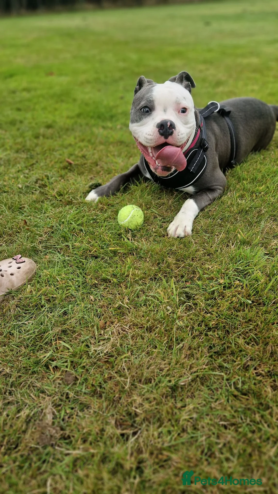 Mixed Breed dogs for sale: Rehome in Wolverhampton - Advert 3