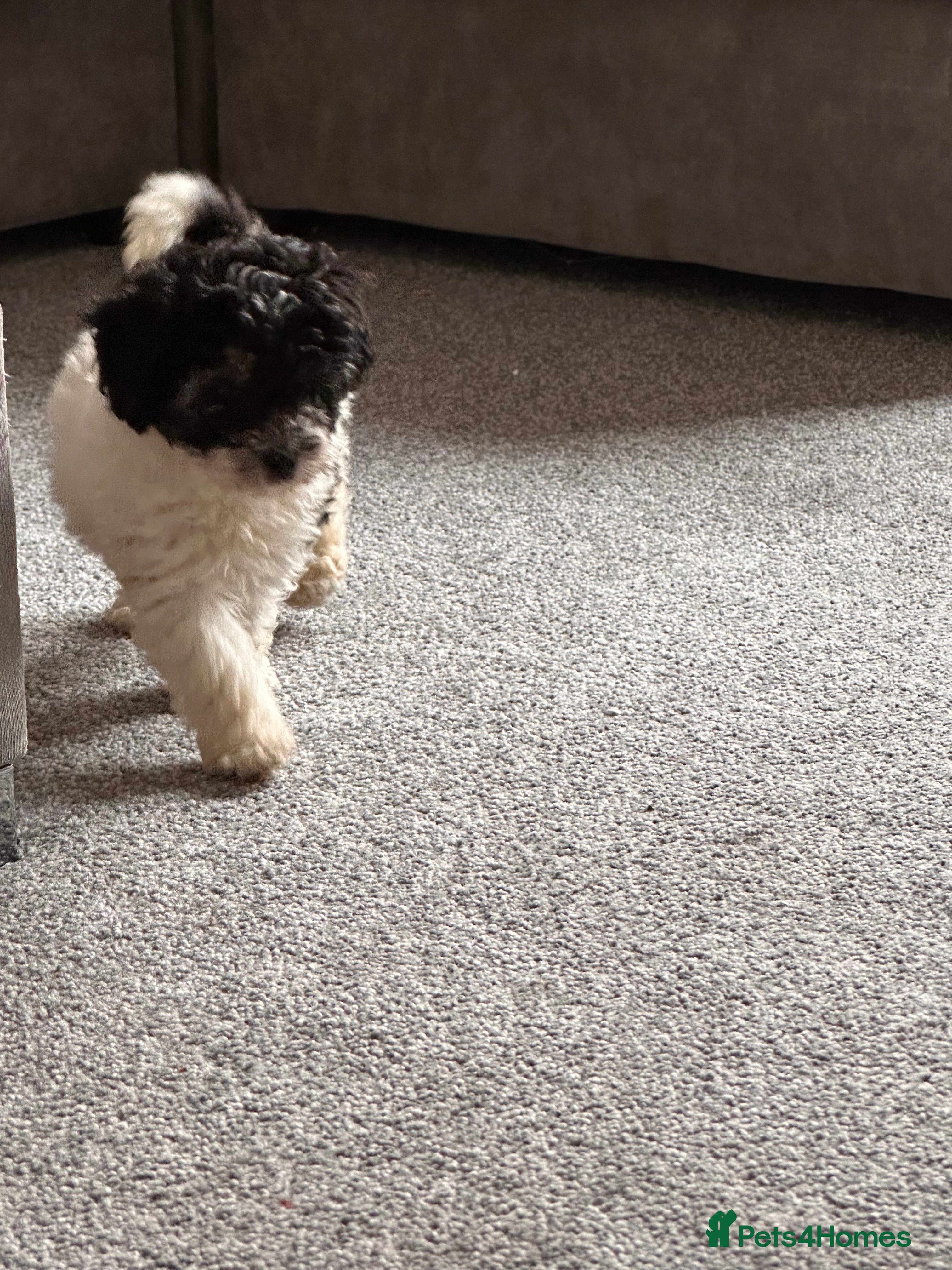 Cavapoo dogs Beautiful Rare F1b Cavapoos  - Advert 1