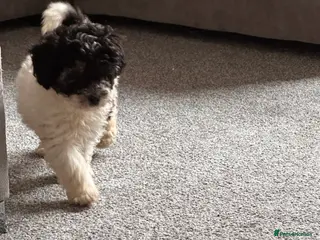 Cavapoo dogs Beautiful Rare F1b Cavapoos - Advert 1