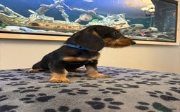 Mixed Breed dogs for sale: daxipoos puppies for sale - Image 11