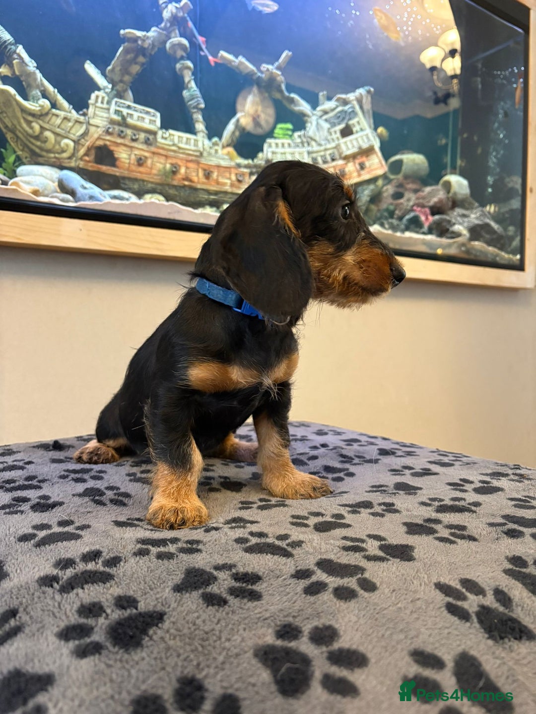 Mixed Breed dogs for sale: daxipoos puppies for sale - Image 11