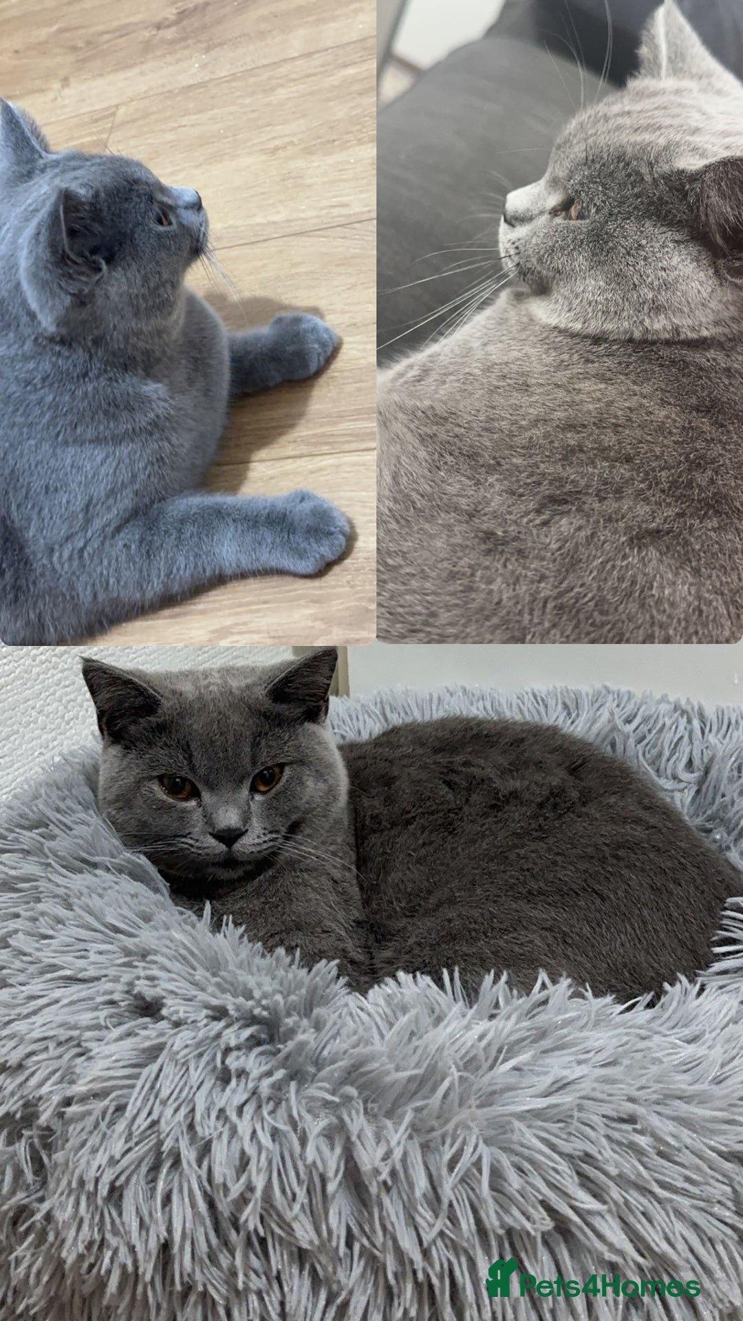 British Shorthair cats for sale: with all his belongings-litter box,bed,bowls,toys. - Image 9
