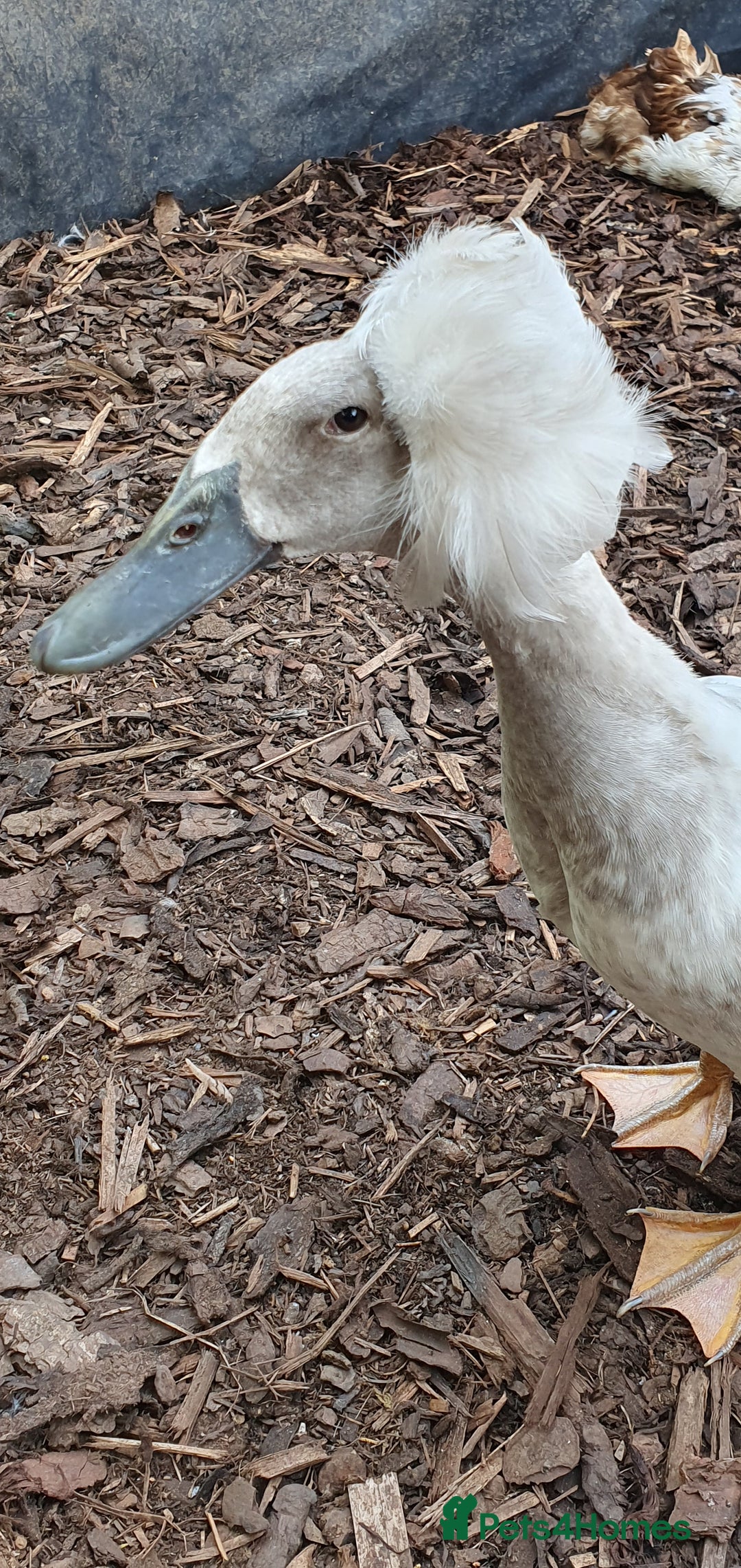 Ducks poultry for sale: Rare colour Pure bred silver runner Ducks  - Advert 21