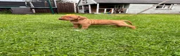 Hungarian Vizsla dogs for sale: Beautiful Hungarian Vizsla puppies available  in Boston - Advert 14