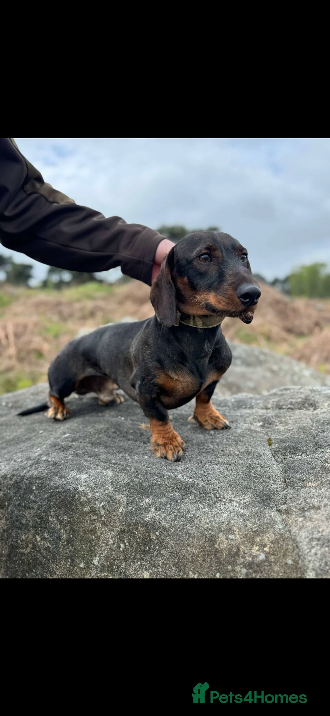 Dachshund dogs for stud: Tackle  - Advert 4